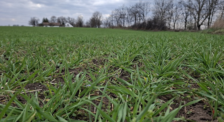 A búza a hajnali párából élt az utóbbi hetekben
