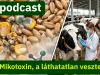 Agroinform Podcast: Mikotoxinok a telepen – a rejtett veszteségek nyomában