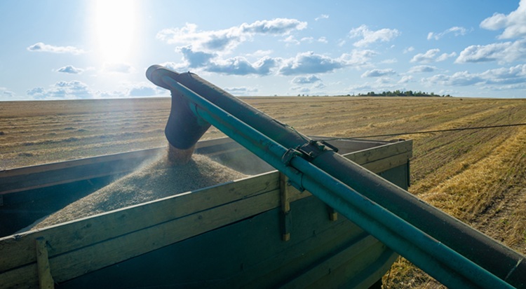 Búzaaratás Ausztráliában