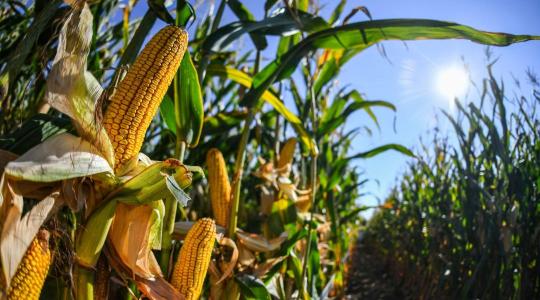 Versenyben bizonyított genetika (SY Evident) és korai magas hozam (SY Electron)