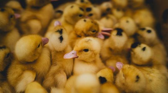 Fordulat a madárinfluenza elleni harcban: nem várt eredmények érkeztek