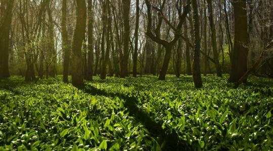 Szereted a medvehagymát? Veszélyes is lehet a gyűjtés és nem azért, mert összetéveszthető a gyöngyvirággal Szereted a medvehagymát? Veszélyes is lehet a gyűjtés és nem azért, mert összetéveszthető a gyöngyvirággal