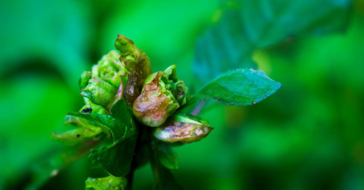 A fák titkos patikája: így gyógyítanak a rügyek