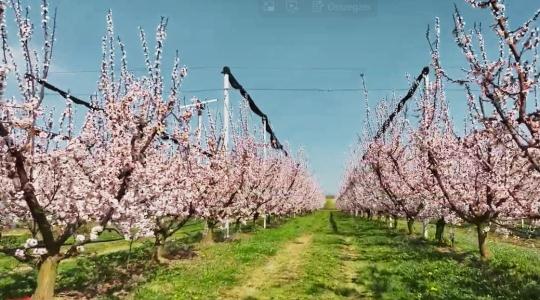 Fagyvédelem szélgépekkel: tévhitek helyett működő megoldások + VIDEÓ
