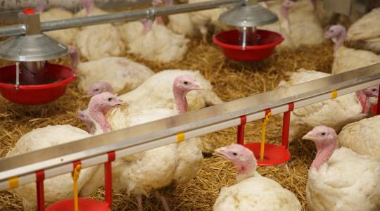 Vége a lejtmenetnek: kiderült, mi hozta el a fordulatot a pulykatartóknál Vége a lejtmenetnek: kiderült, mi hozta el a fordulatot a pulykatartóknál