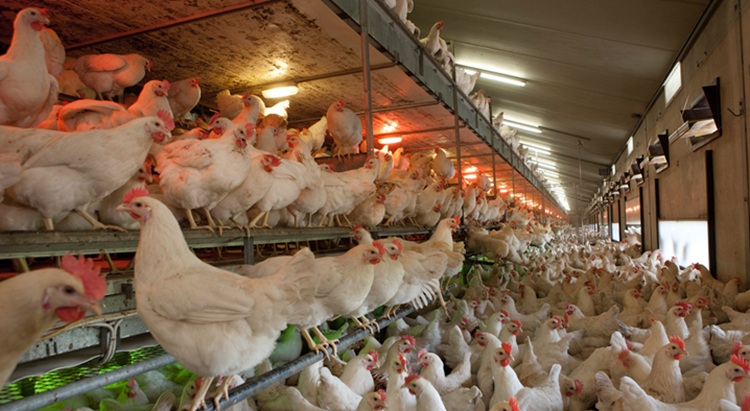 Kényszerből terjed a volieres tartásmód 