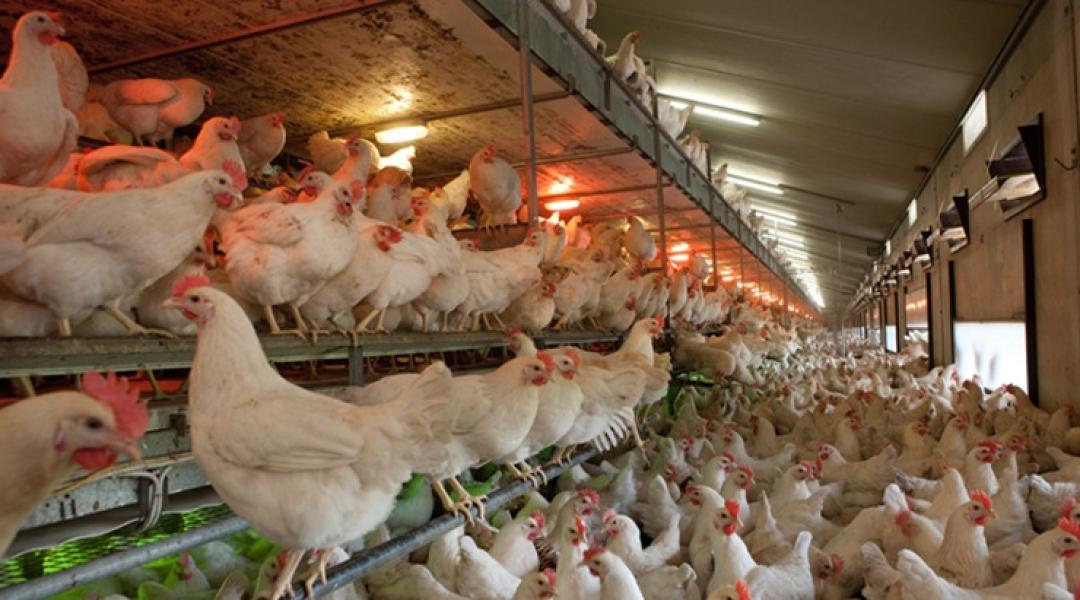 Sorsdöntő válaszút előtt a magyar tojástermelés