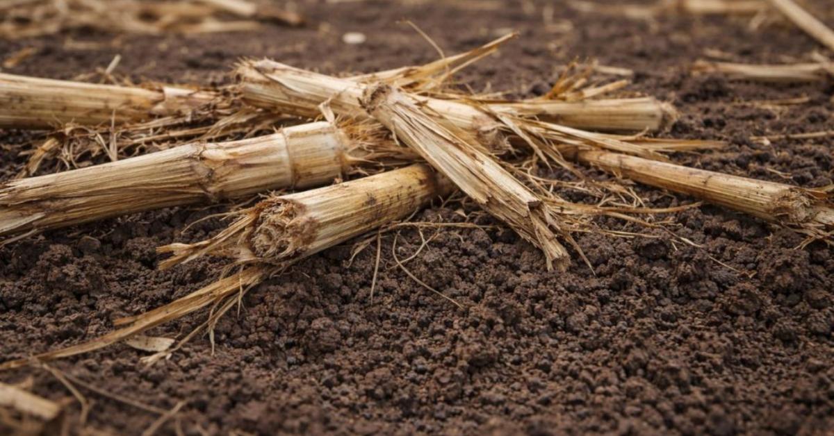 Mindenki az aszályról beszél – pedig nem ez a fő probléma