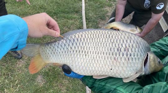 Pecások, figyelem: ingyen éves jegyet érhet a fogásotok