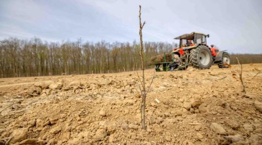 Félmillió csemete hét év alatt: Zalában így veszik fel a harcot a klímaváltozással Félmillió csemete hét év alatt: Zalában így veszik fel a harcot a klímaváltozással