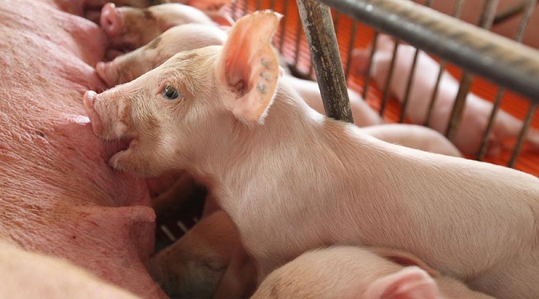 Mi lesz, ha leáll Európa malacgyára? 