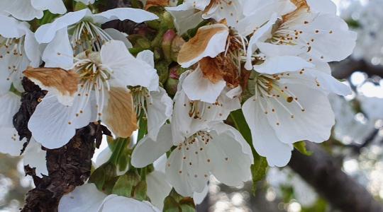 Jön a hideg: így készüljenek a kertbarátok a tavaszi fagyokra