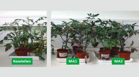 Amalgerol®: így segíti a gyökér és a mikorrhiza együttműködését