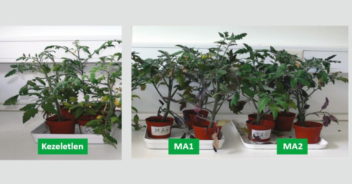 Amalgerol®: így segíti a gyökér és a mikorrhiza együttműködését