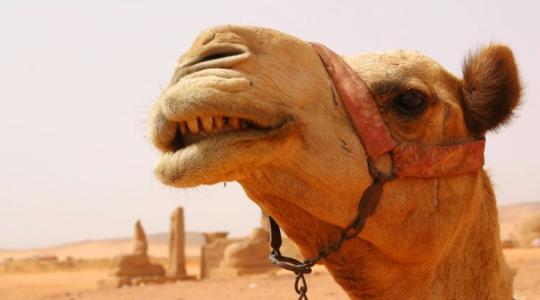 Kaktuszok, tevék és cirok: tényleg ez vár ránk? Kaktuszok, tevék és cirok: tényleg ez vár ránk?