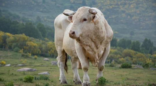 Gyorsabb kifizetések az állattenyésztésben: Évente kétszer juthatnak forráshoz a tenyésztőszervezetek Gyorsabb kifizetések az állattenyésztésben: Évente kétszer juthatnak forráshoz a tenyésztőszervezetek