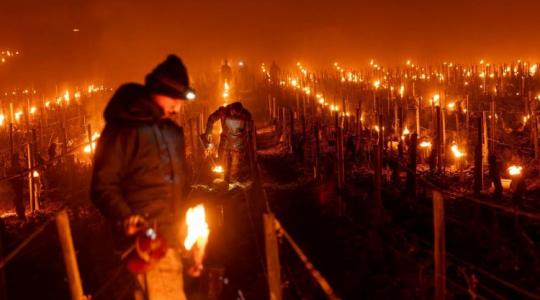 A francia gazdák lélegzet-visszafojtva figyelik a hőmérőt A francia gazdák lélegzet-visszafojtva figyelik a hőmérőt