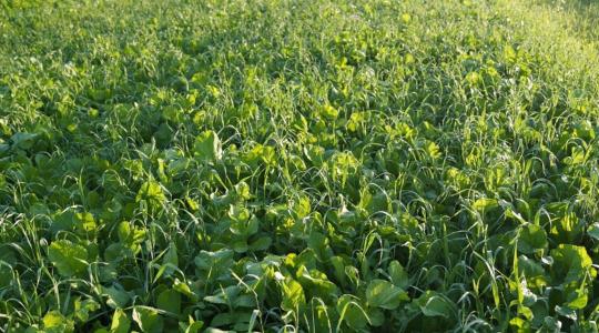 Köztesnövények a gyakorlatban: mitől lesz sikeres a termesztés?