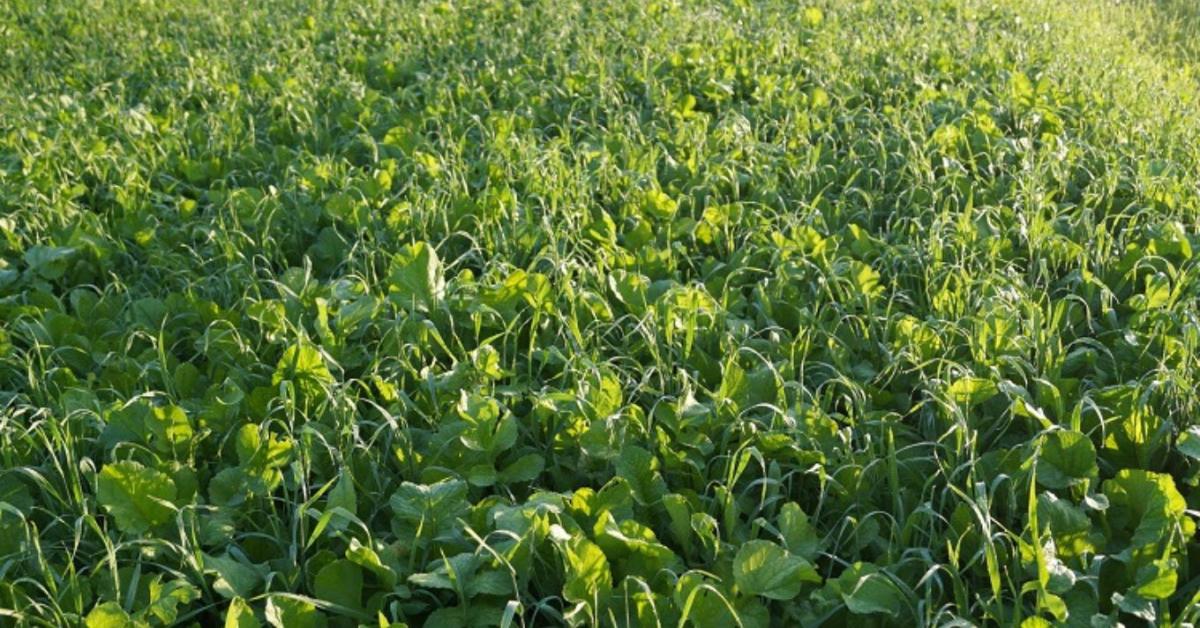Köztesnövények a gyakorlatban: mitől lesz sikeres a termesztés?