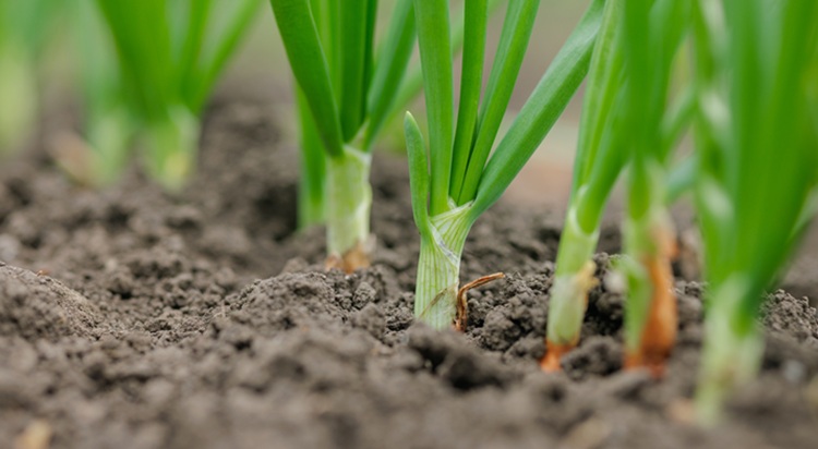 Kissé megcsúszva tudták elvetni a spanyolok a hagymát