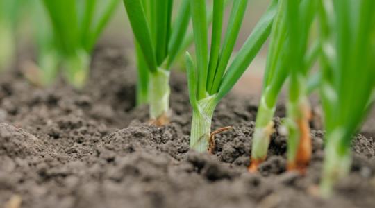 Sárba ragadt a vetés, késik a piacról a spanyol vöröshagyma Sárba ragadt a vetés, késik a piacról a spanyol vöröshagyma