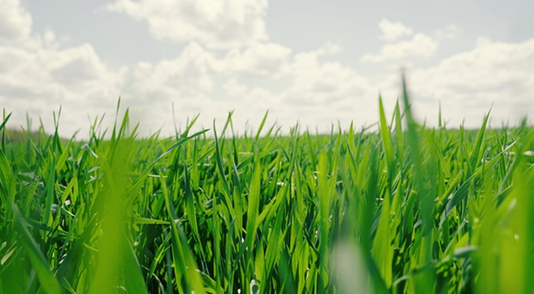 Erős képet mutat idén a brit búza