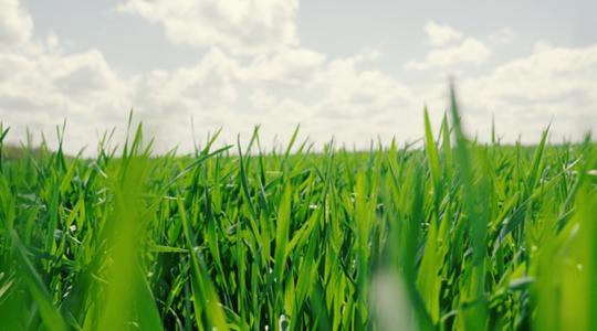 Hároméves csúcsot dönthet idén a brit búza Hároméves csúcsot dönthet idén a brit búza