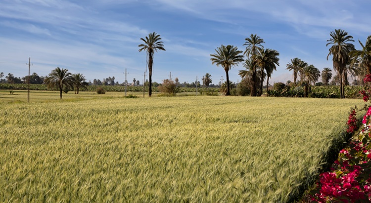 Hamarosan aratják a búzát a Nílus völgyében