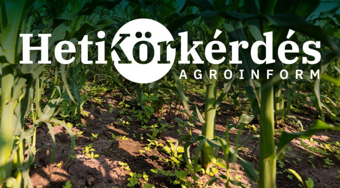Melyek a száraz körülmények között is jól működő gyomirtó szerek kukoricában? – Heti Körkérdés