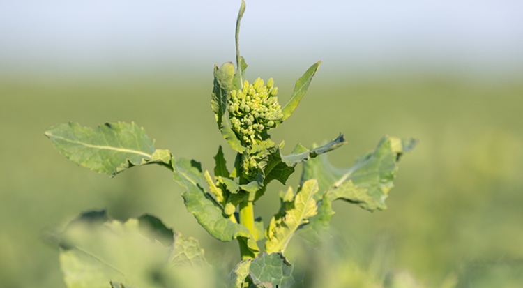 Még 10 nap, és virágzik a repce