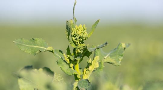 Repcecunami váratlan irányból: nekünk nem megy, nekik igen? Repcecunami váratlan irányból: nekünk nem megy, nekik igen?