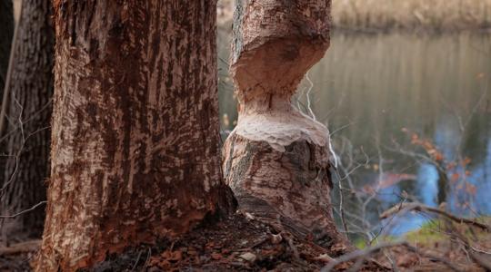Szakértők vs. gazdák: fellángolt a hódvita Szakértők vs. gazdák: fellángolt a hódvita