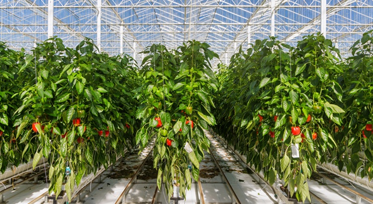 Ha hideg van és sötét, drága a holland üvegházi paprika