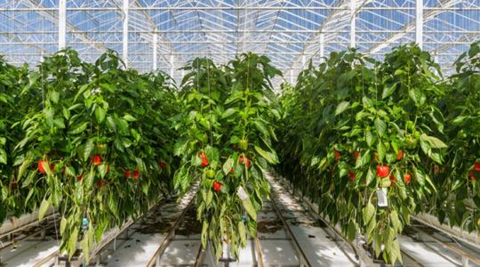 Drágult az üvegházi termelés: megfizethetetlen a tavaszi zöldség?