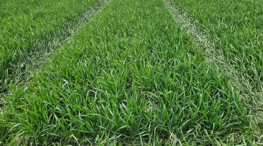 Gyomirtás kompromisszumok nélkül: Timeline® FX a gyakorlatban