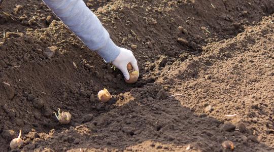 Burgonya ültetése tavasszal: mikor érdemes elkezdeni, hogy jó legyen a termés? Burgonya ültetése tavasszal: mikor érdemes elkezdeni, hogy jó legyen a termés?