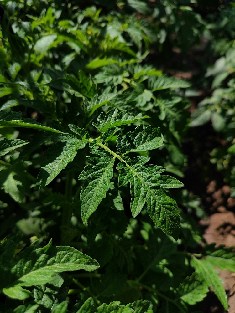 paradicsom ültetése