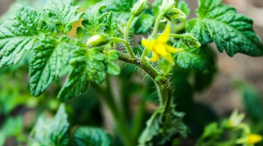 Paradicsom ültetése: 5 hiba, ami visszavetheti a termést Paradicsom ültetése: 5 hiba, ami visszavetheti a termést