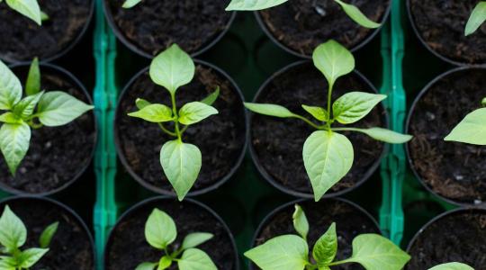 Paprika ültetése: mikor kerülhet ki a kertbe biztonságosan? Paprika ültetése: mikor kerülhet ki a kertbe biztonságosan?