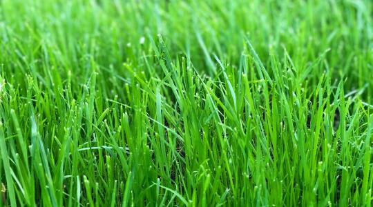 Gyep vetése tavasszal: mikor érdemes elvetni, hogy sűrű legyen?