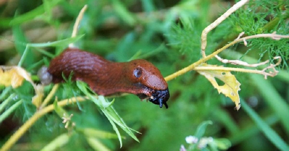 Ezt tedd a meztelencsigák ellen, és eltűnhetnek a kertből Ezt tedd a meztelencsigák ellen, és eltűnhetnek a kertből