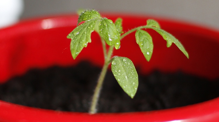 paradicsom paradicsom