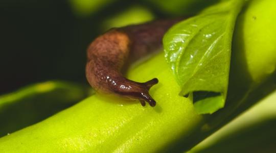 Csigamentes kert? Ezt tedd a meztelencsigák ellen még ma Csigamentes kert? Ezt tedd a meztelencsigák ellen még ma