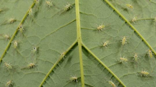 Levéltetvek mindenütt? Így szabadulj meg tőlük gyorsan Levéltetvek mindenütt? Így szabadulj meg tőlük gyorsan