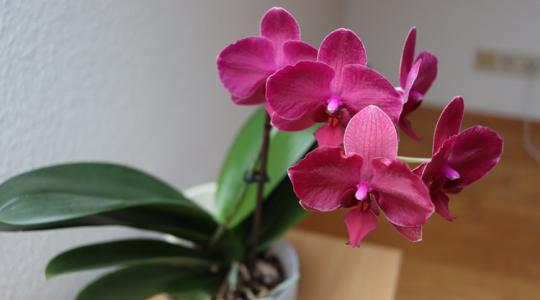 Orchideád van? Ettől újra virágba borulhat Orchideád van? Ettől újra virágba borulhat