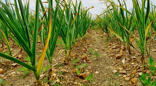 Ezért sárgul a fokhagyma levele - és mit tehetsz ellene Ezért sárgul a fokhagyma levele - és mit tehetsz ellene