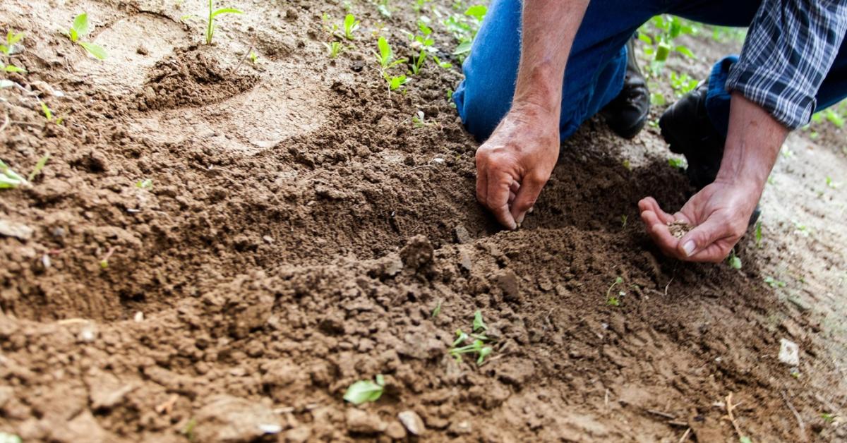Ezért nem kel ki a vetőmag - a hiba sokszor a talajban van
