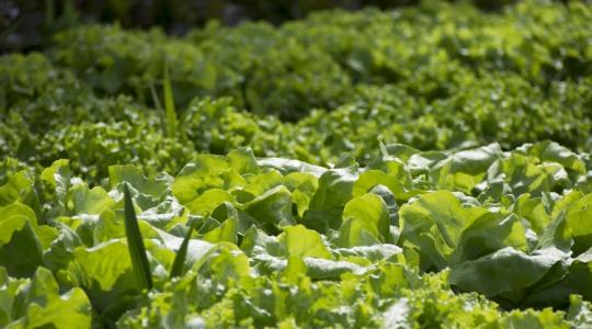 Ezért jelennek meg újra és újra a kártevők a kertedben