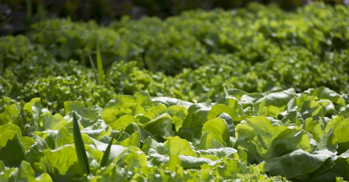 Ezért jelennek meg újra és újra a kártevők a kertedben