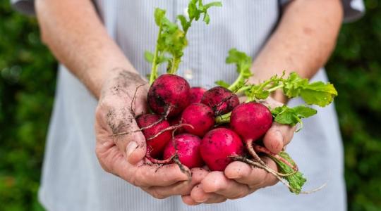 A talajban dől el minden: ettől lesz egészségesebb a kerted